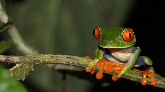 Costa Rica, au chevet de la forêt tropicale