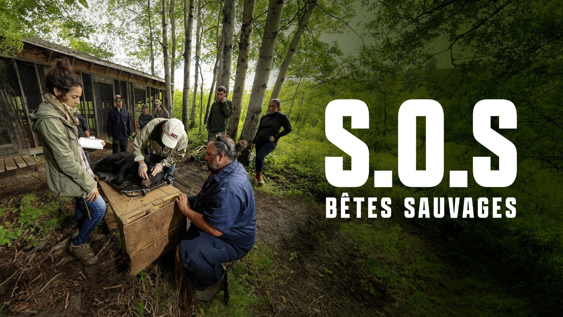 S.O.S. bêtes sauvages