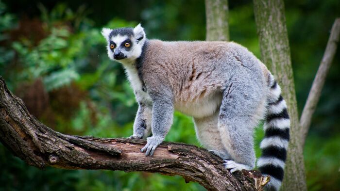 Une saison au zoo