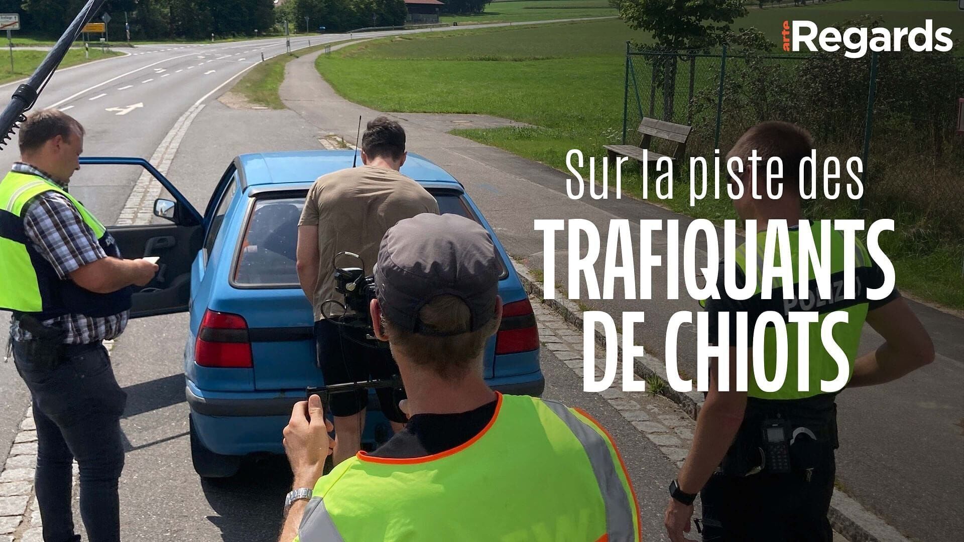 Sur la piste des trafiquants de chiots