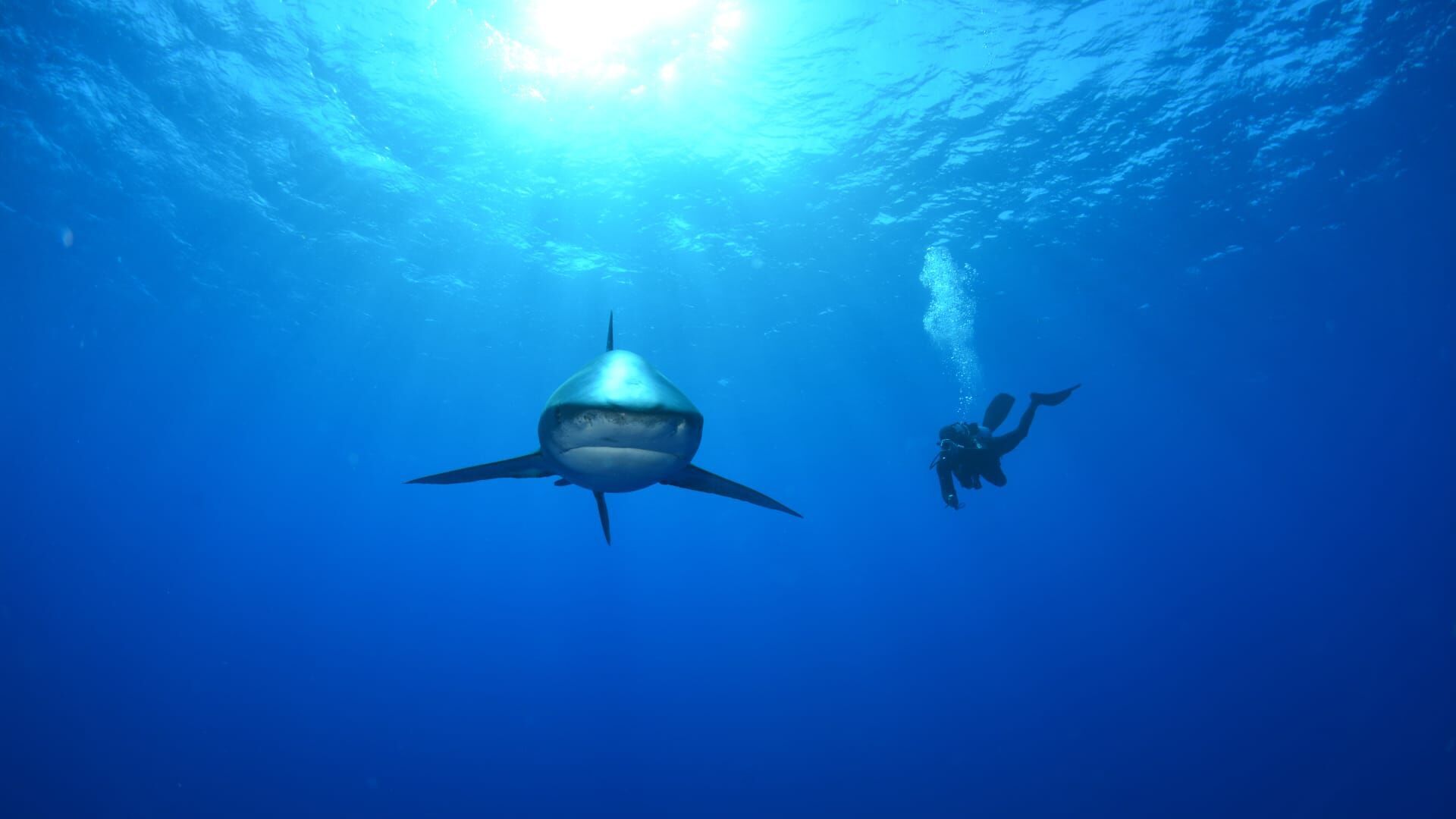 Le mystère du requin géant