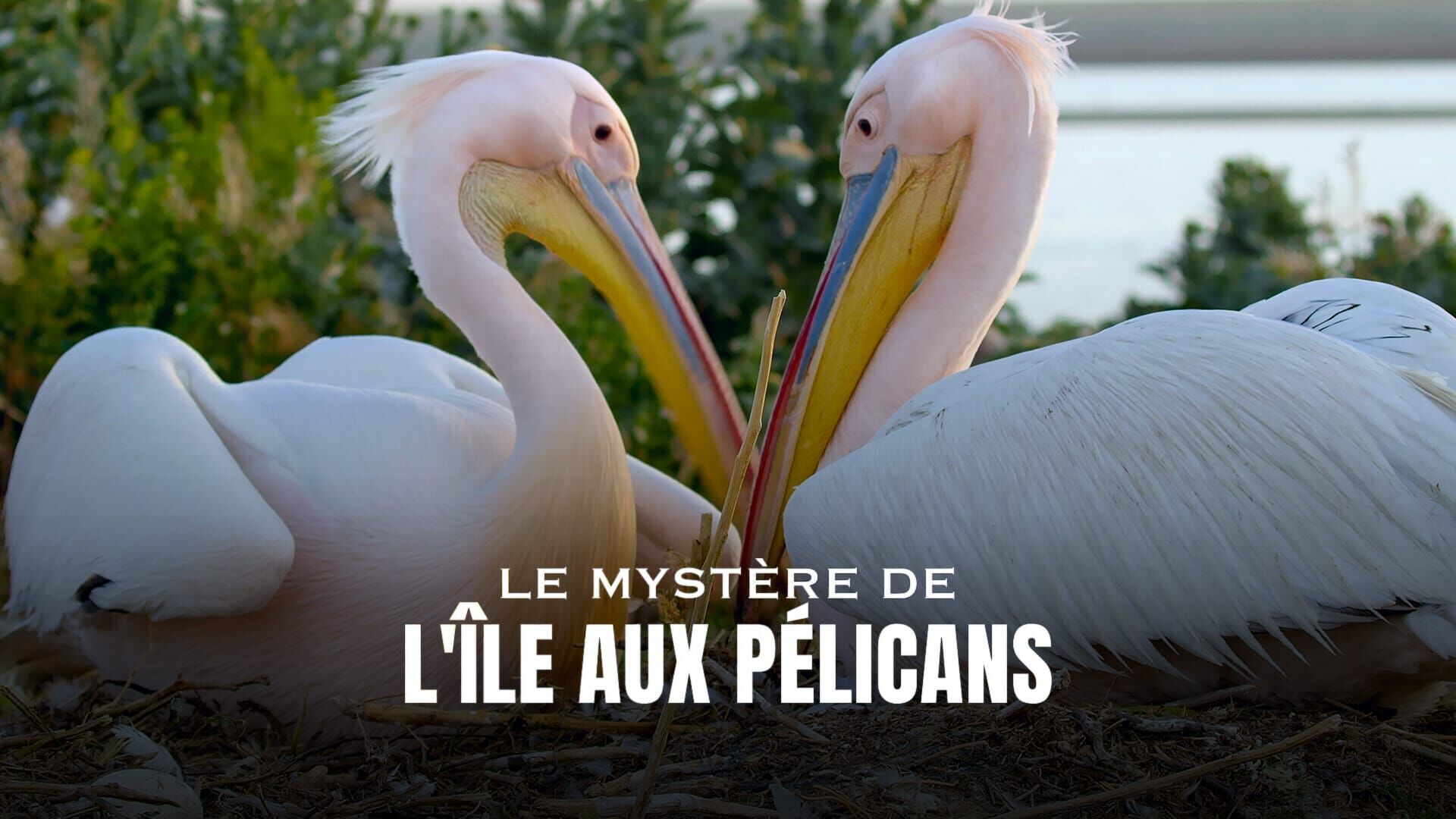 Le mystère de l'île aux pélicans