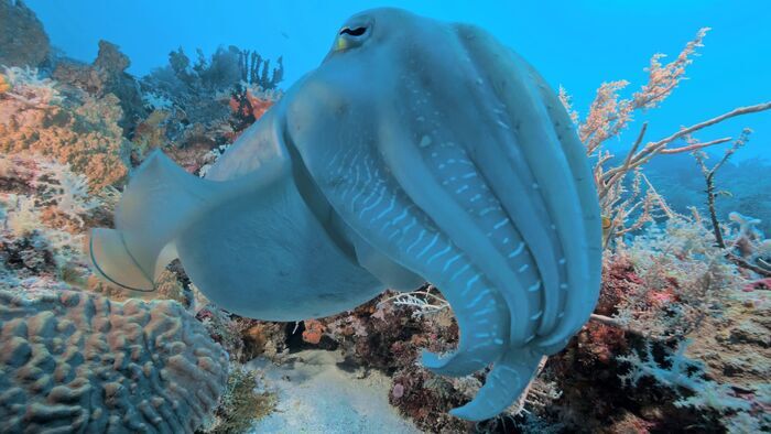Les fonds marins de l'île d'Ambon
