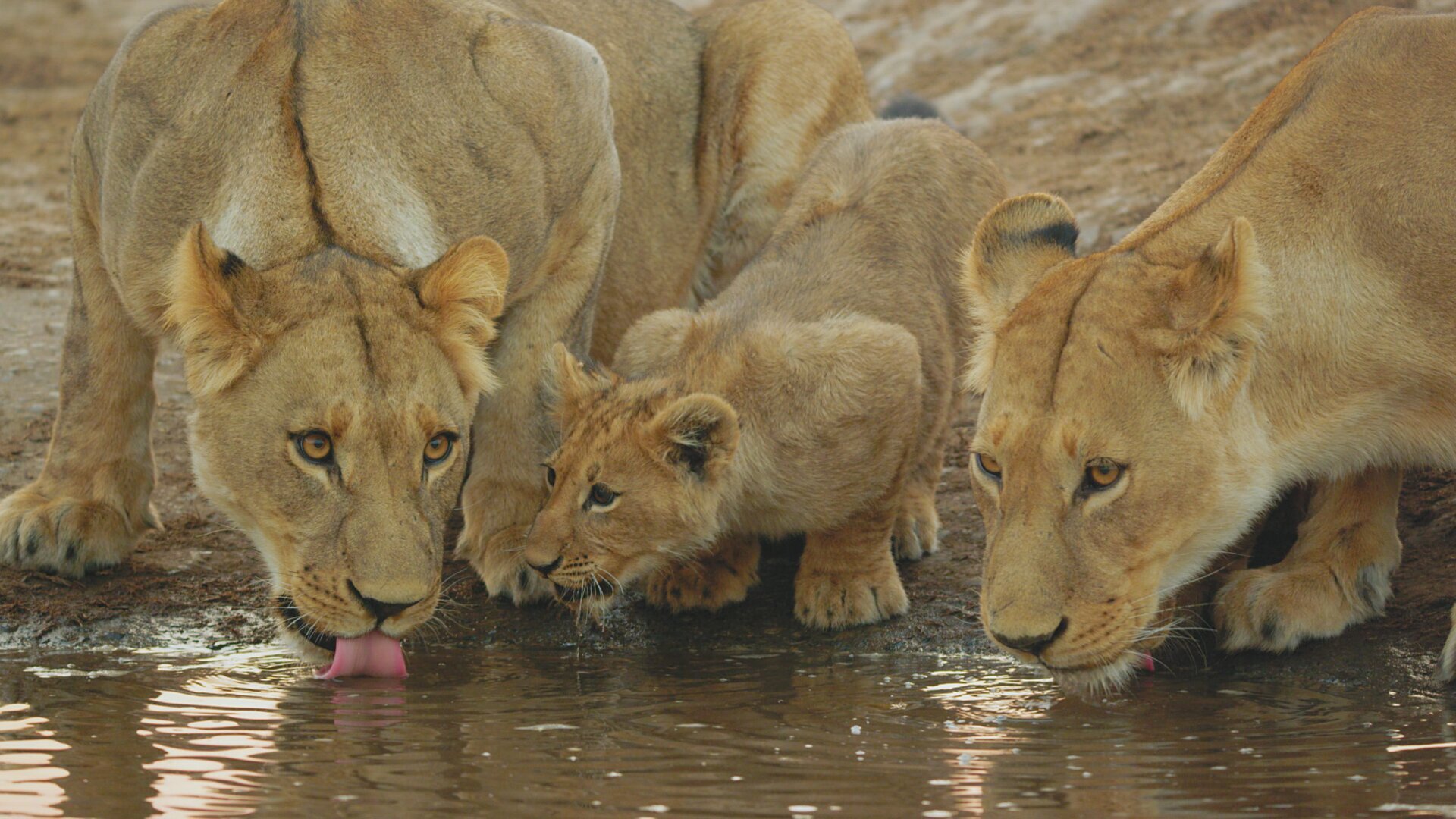 Un safari mouvementé