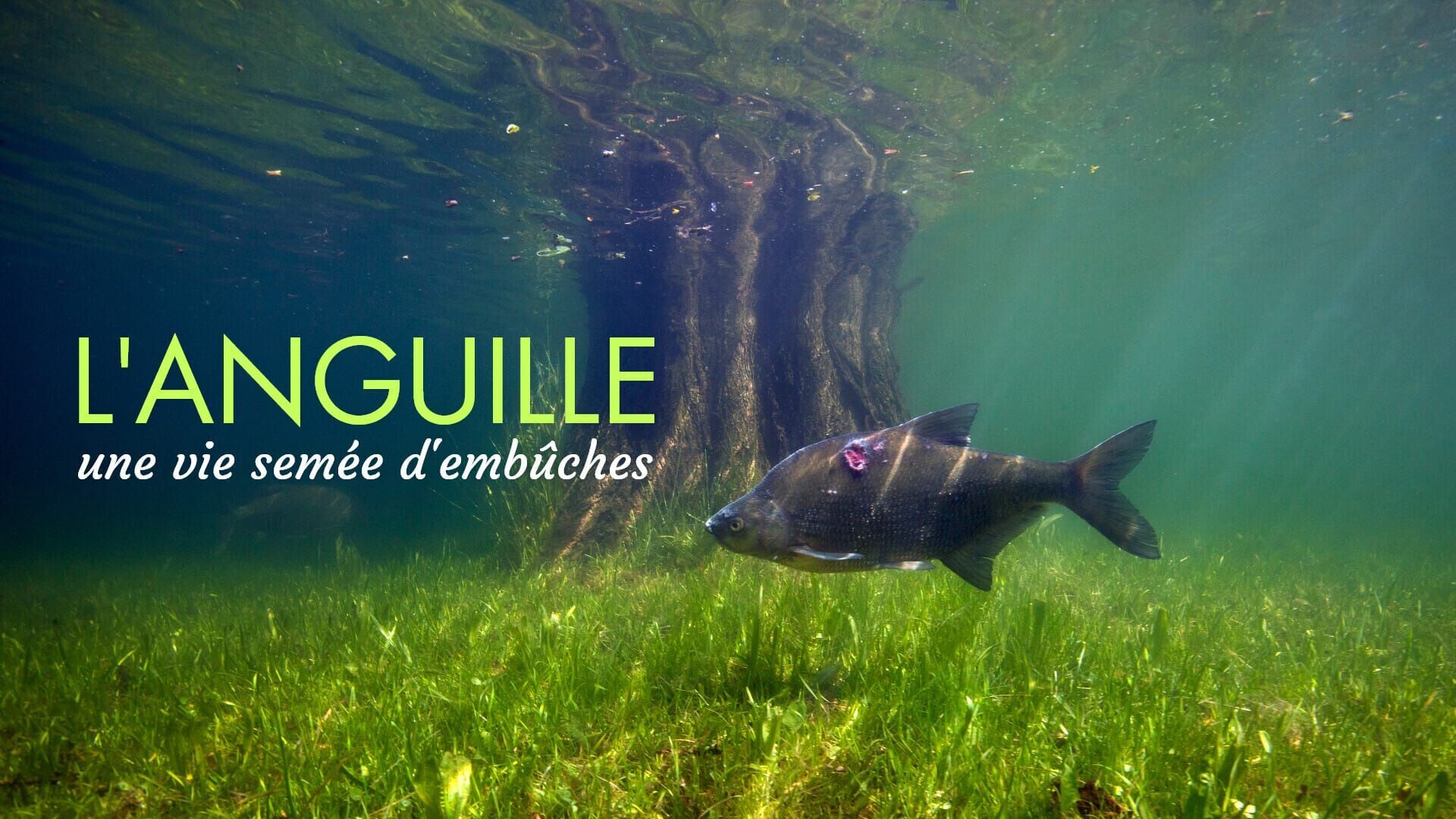 L'anguille, une vie semée d'embûches