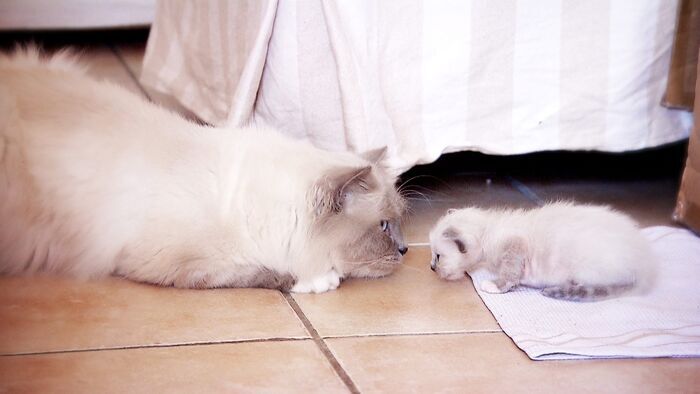 Que fait mon chat... quand je ne suis pas là
