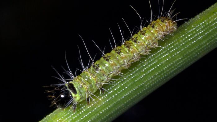 La chenille processionnaire du pin