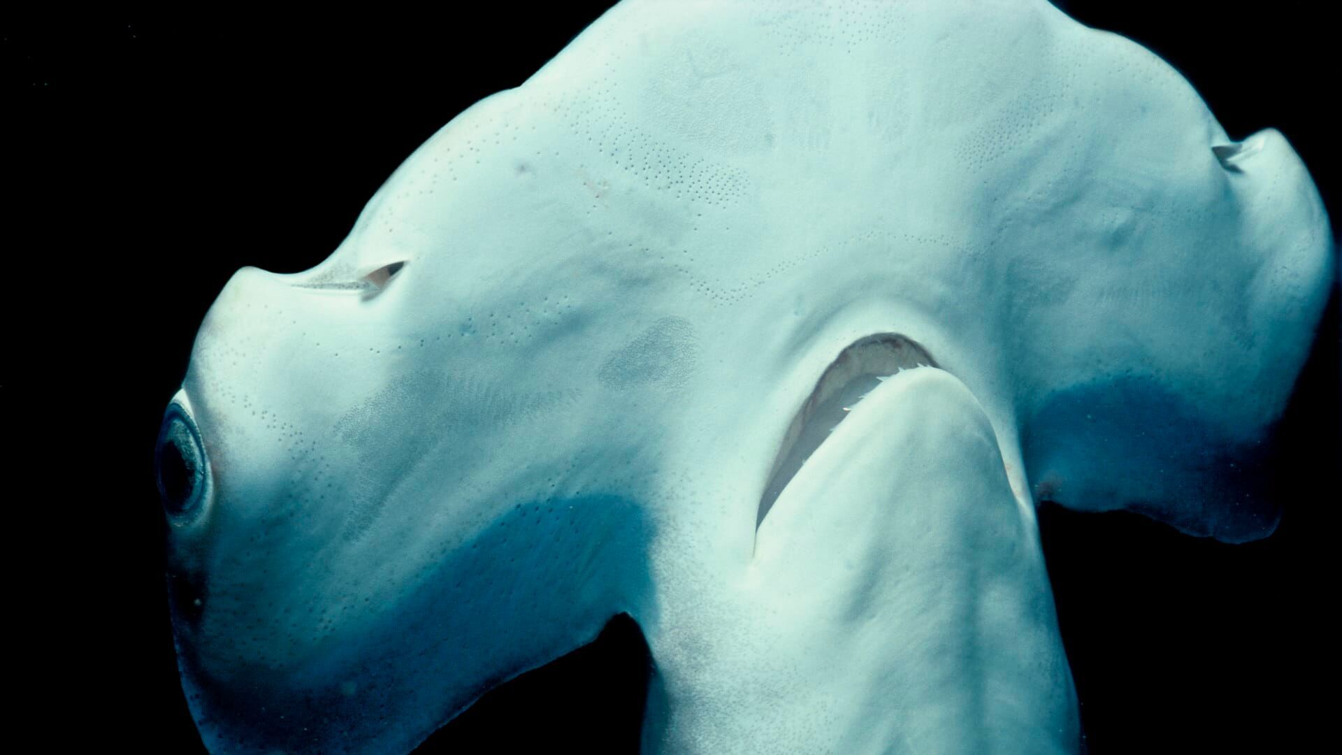 Etranges requins