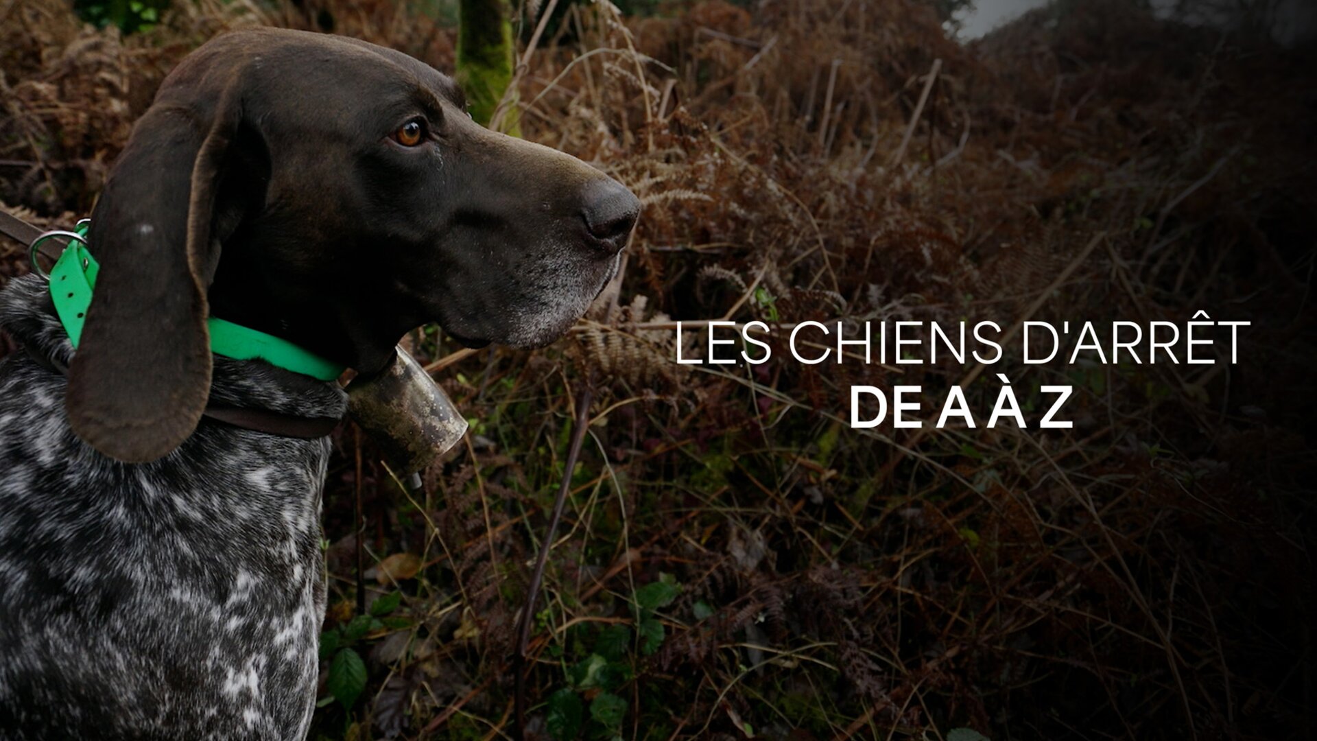 Chiens d'arrêt de A à Z