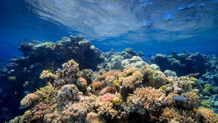 Fascinante barrière de corail
