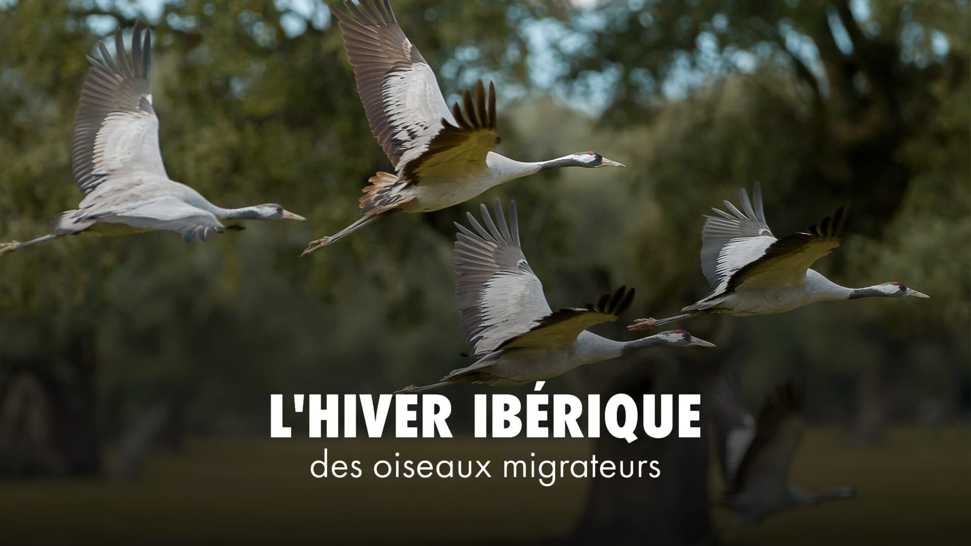 L'hiver ibérique des oiseaux migrateurs