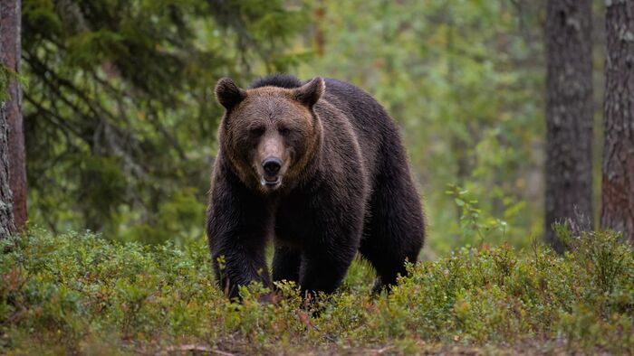 Chasse de l'ours noir à la Pourvoirie Mekoos