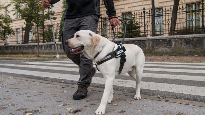 L'école des chiots