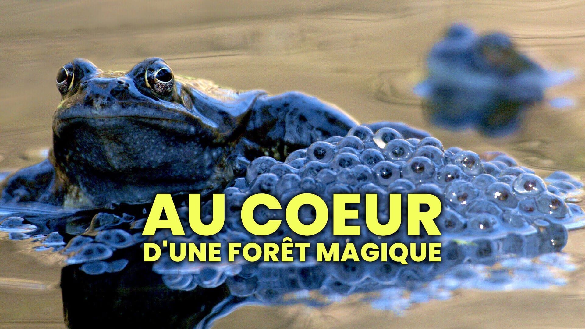 Au coeur d'une forêt magique