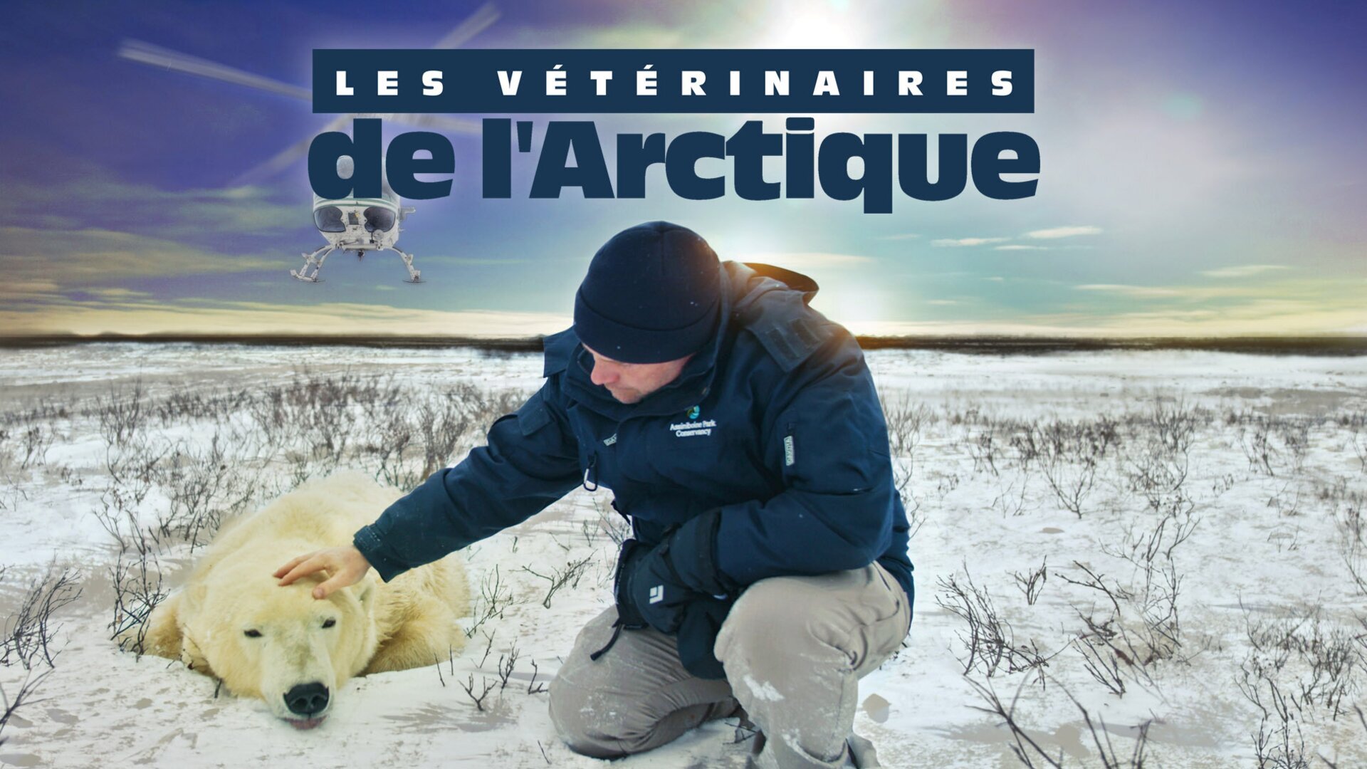 Transport d'ours