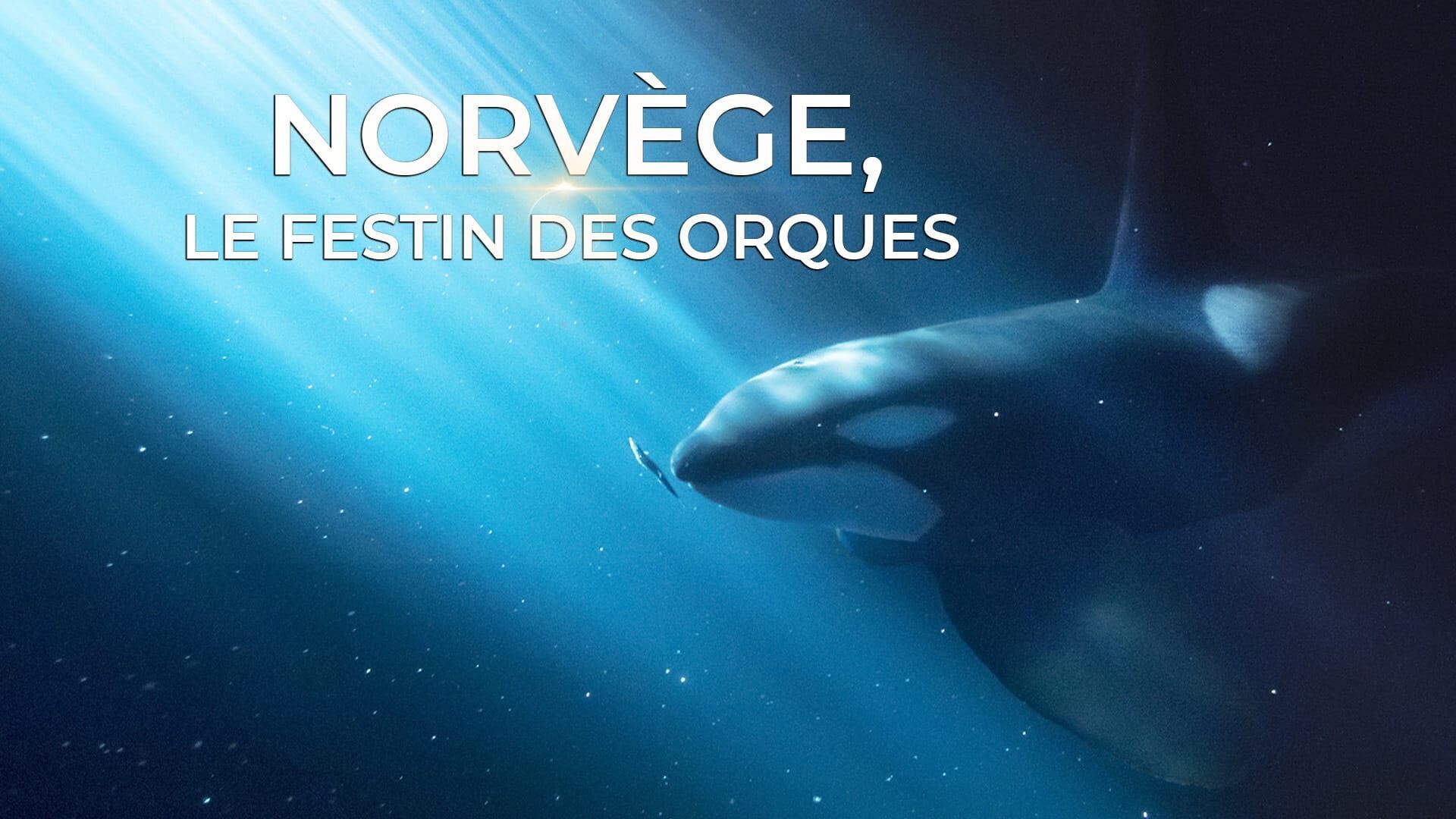 Norvège, le festin des orques