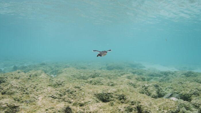 La côte de corail