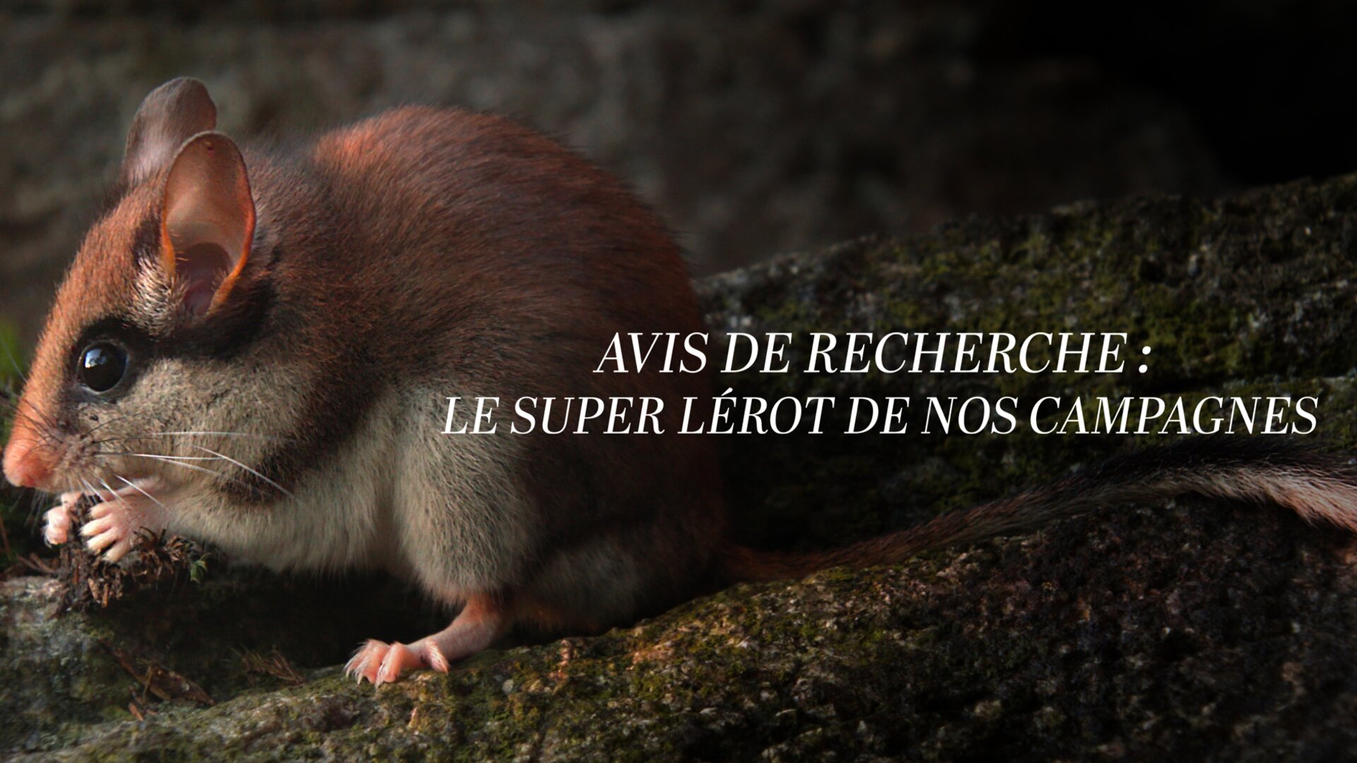 Avis de recherche : le super lérot de nos campagnes