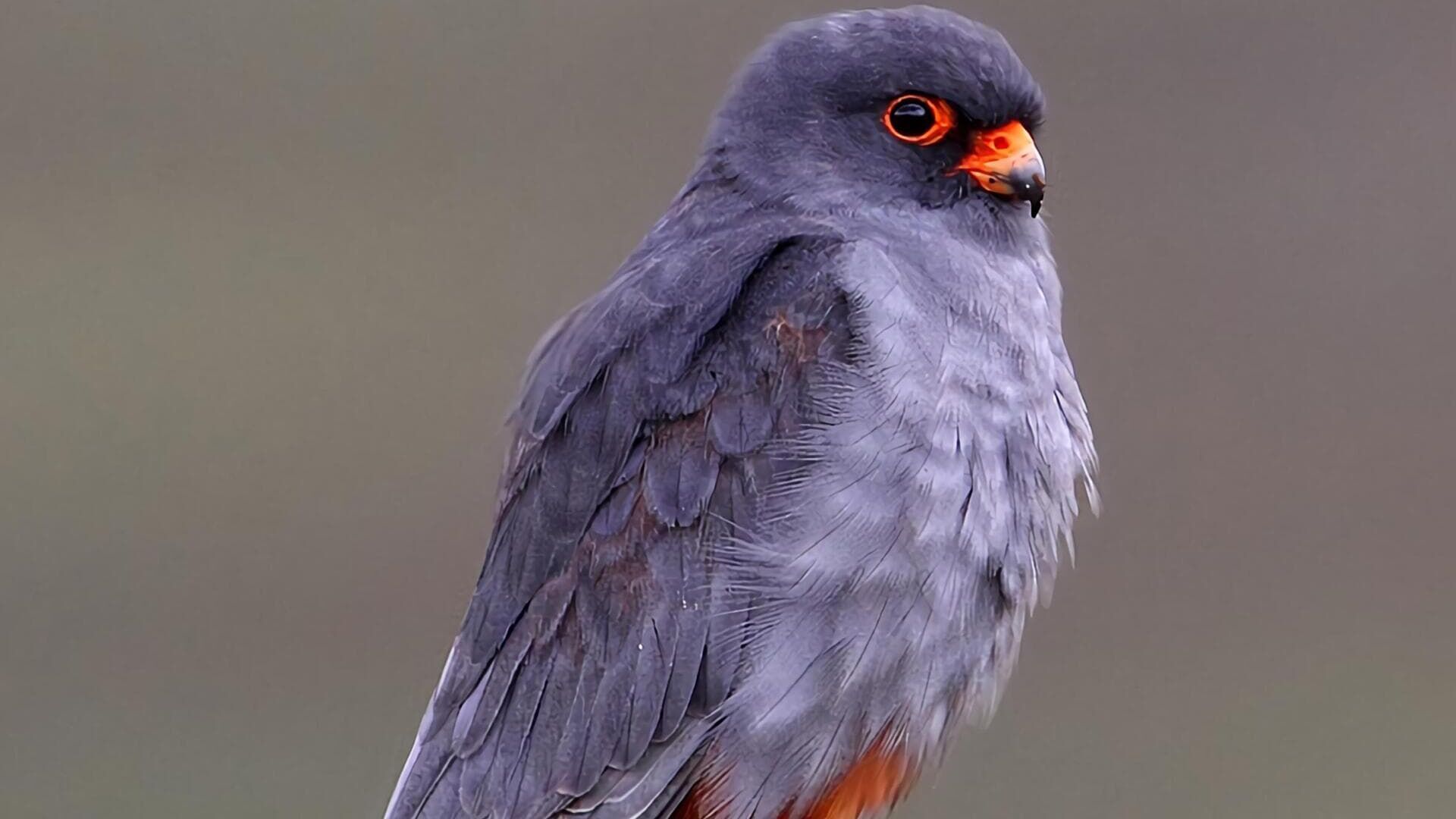 Islands of wind and fire