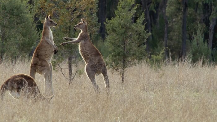 Le voyage du kangourou d'Australie