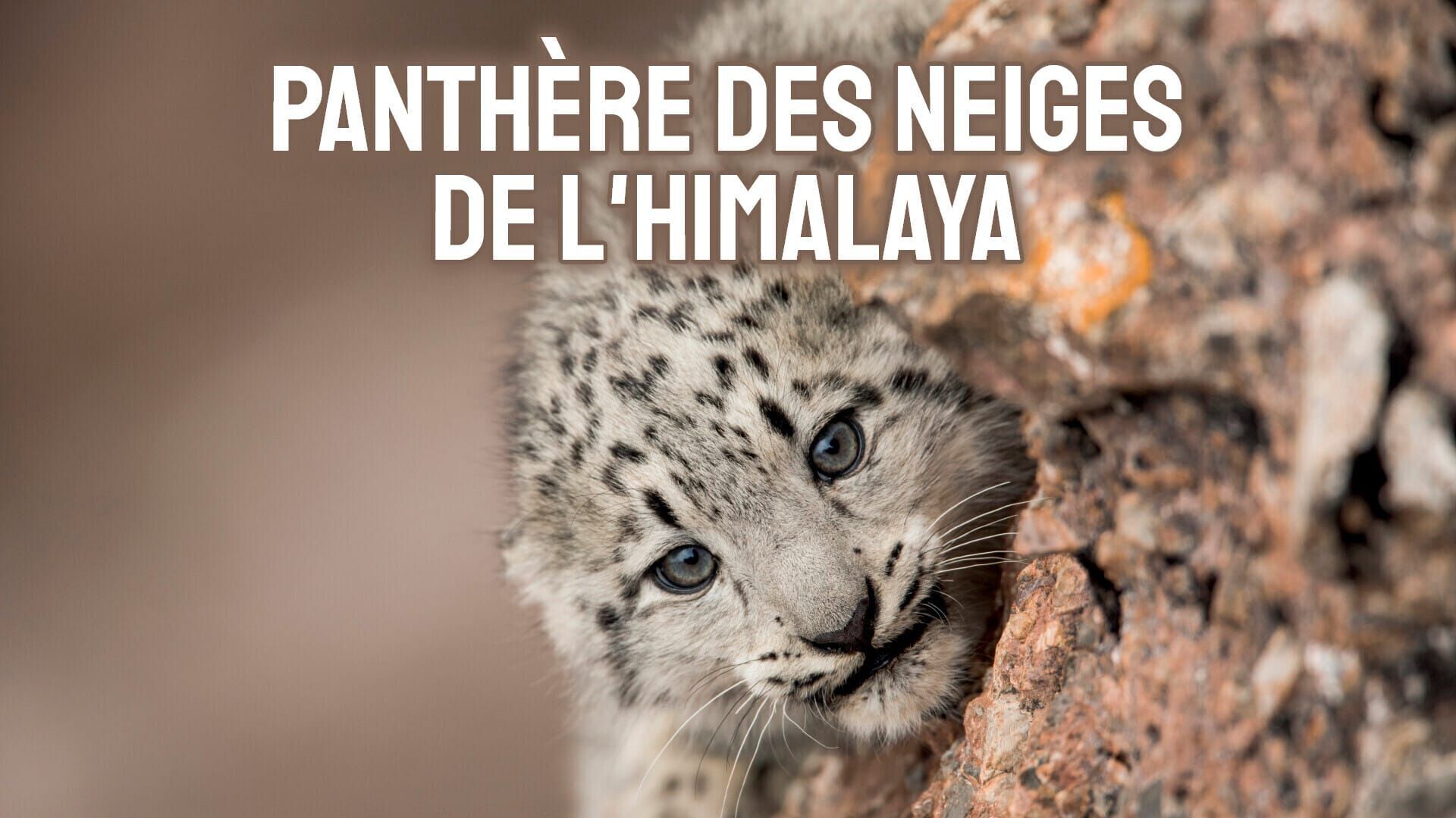 Panthère des neiges de l'Himalaya