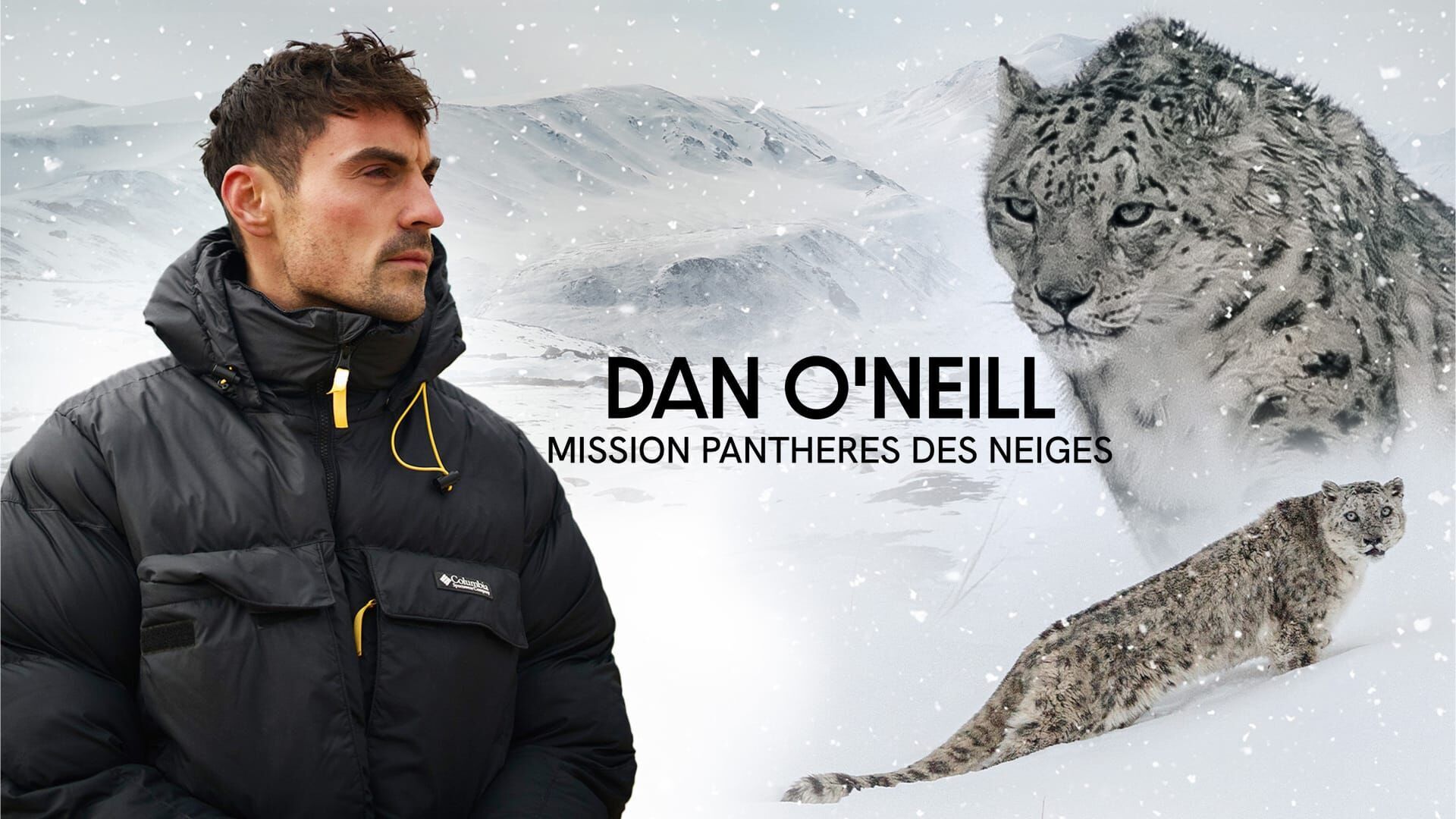 Dan O'Neill : mission panthères des neiges
