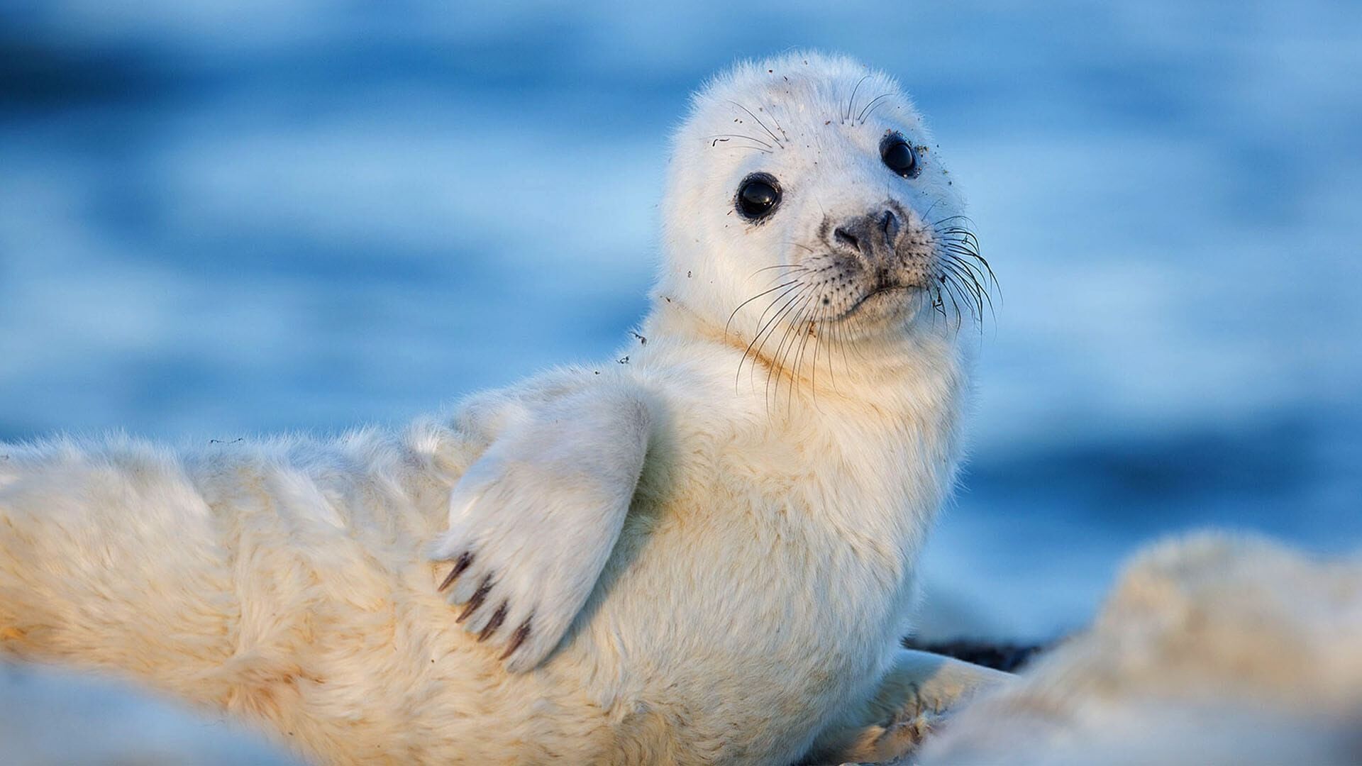 De l'Estonie à la Finlande