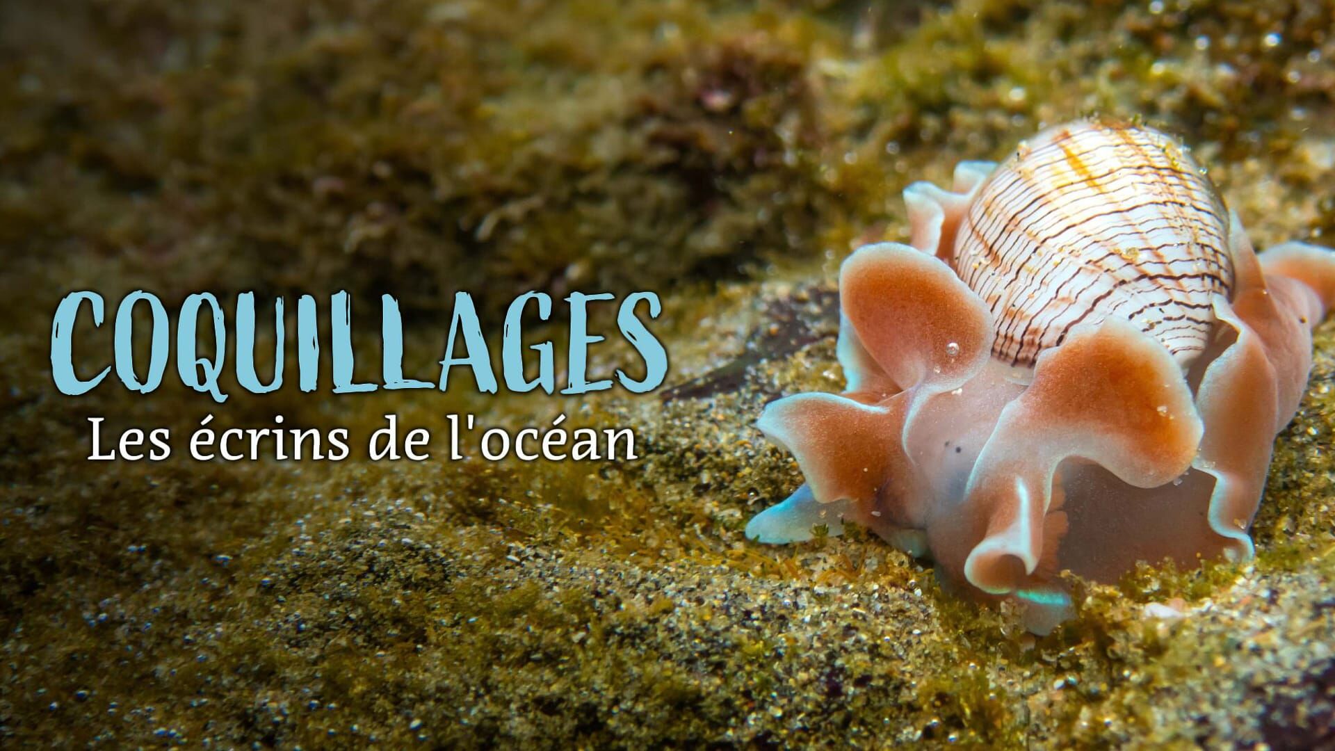 Coquillages, les écrins de l'océan