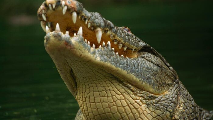 Le crocodile