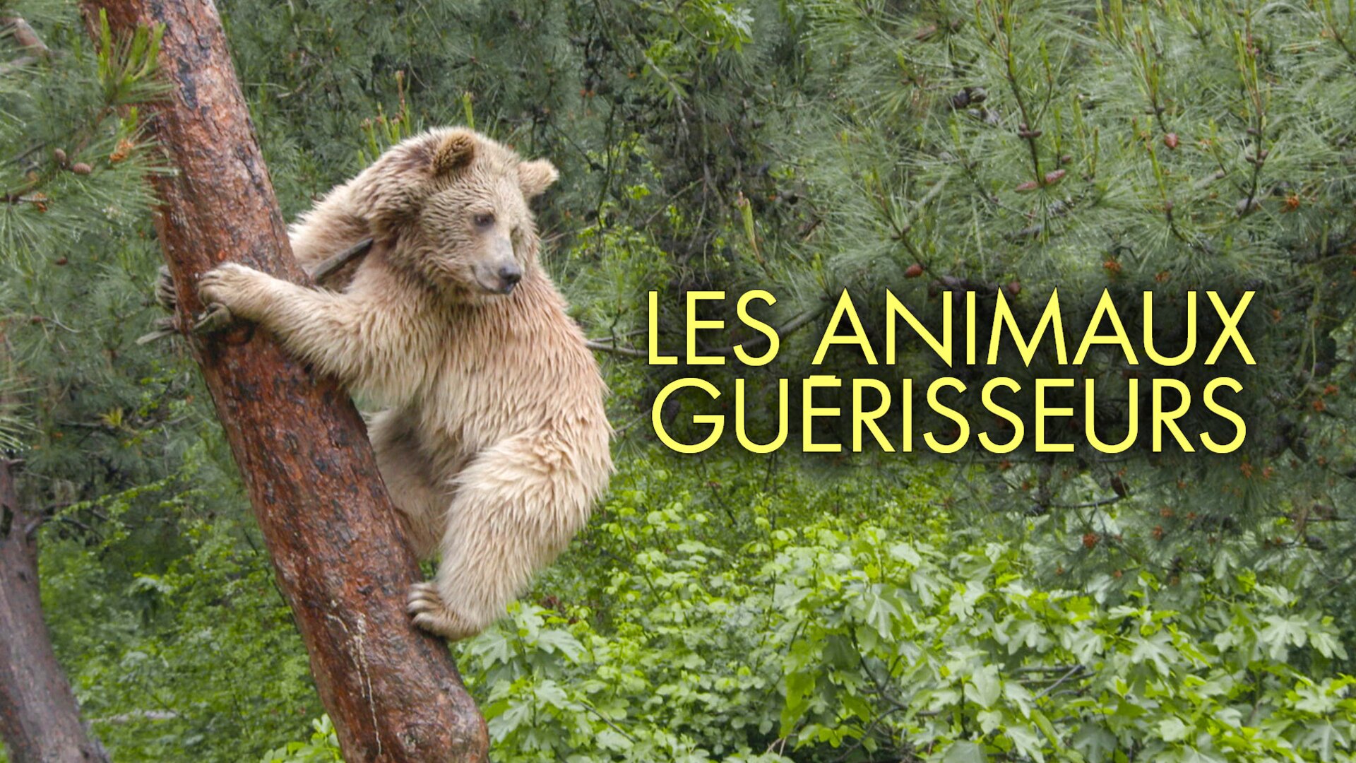 La recherche de l'ivresse