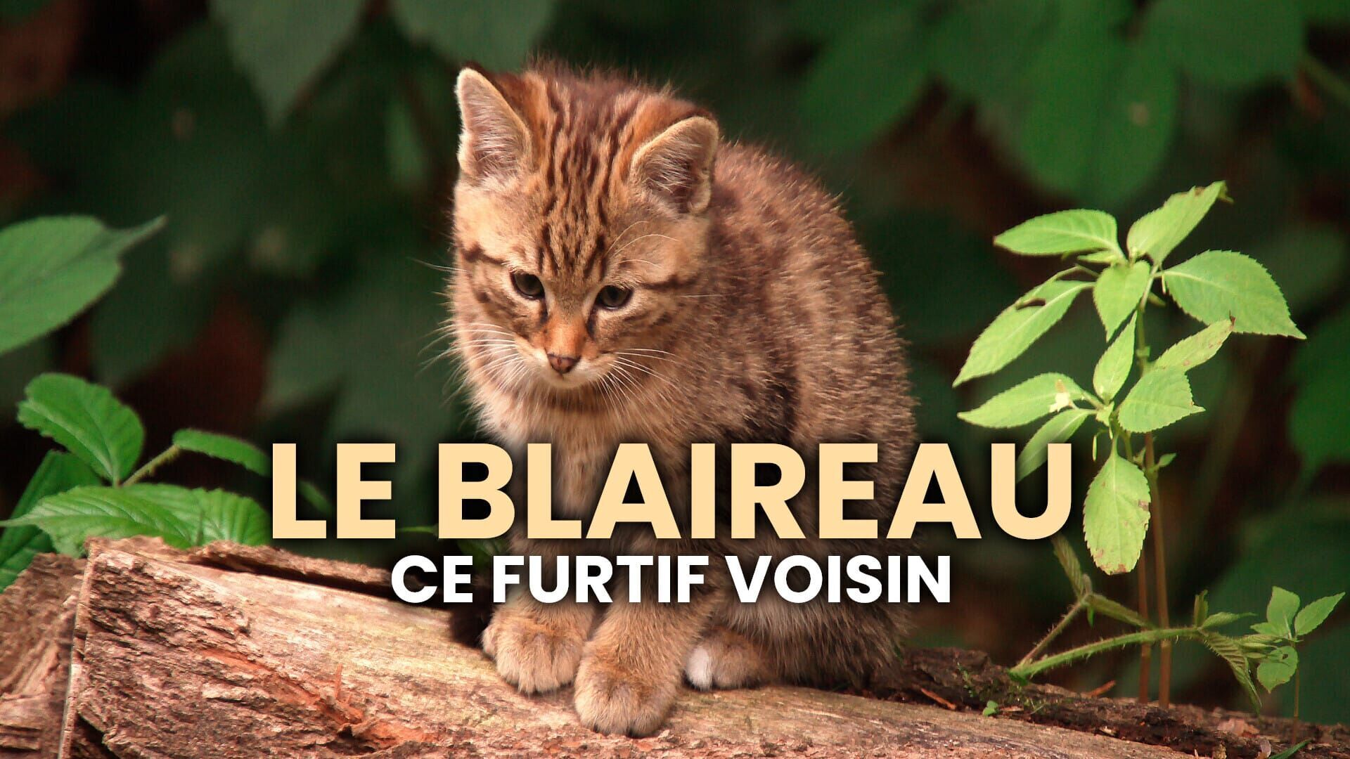 Le blaireau : ce furtif voisin