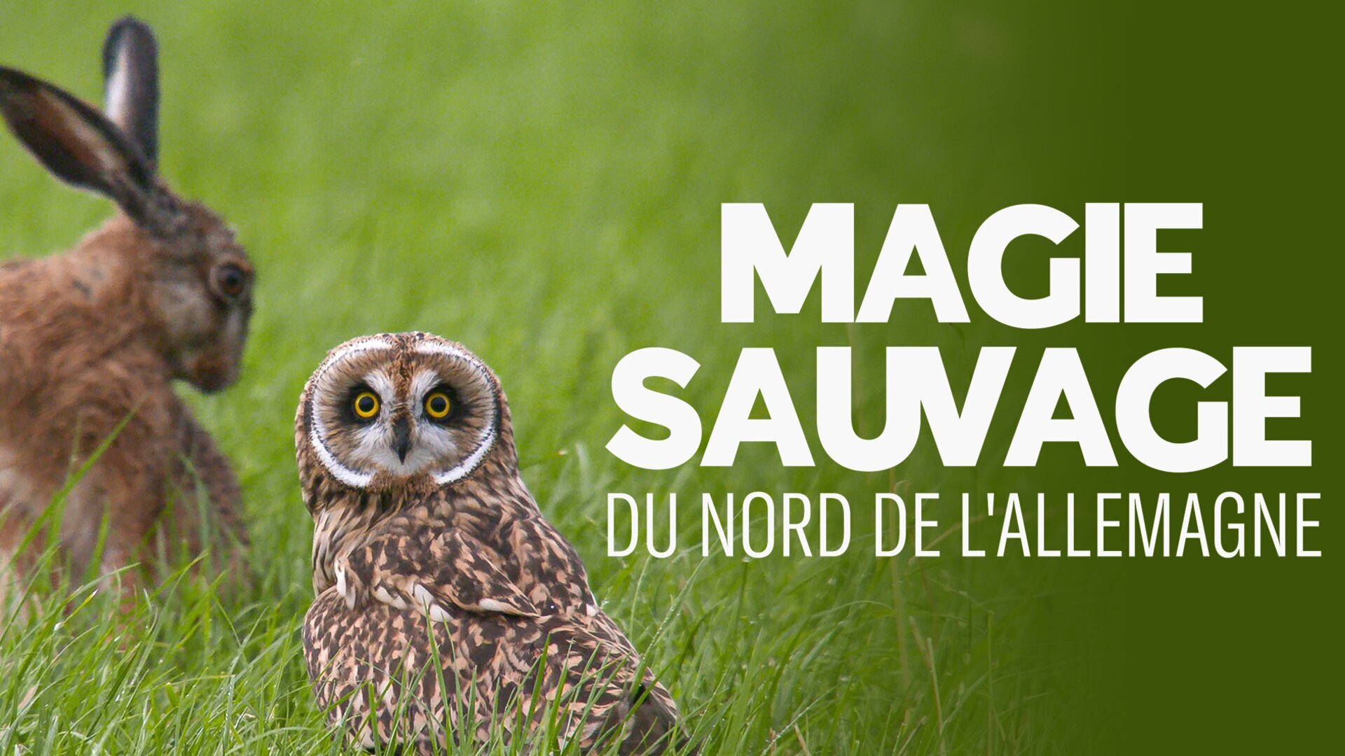 Magie sauvage du nord de l'Allemagne