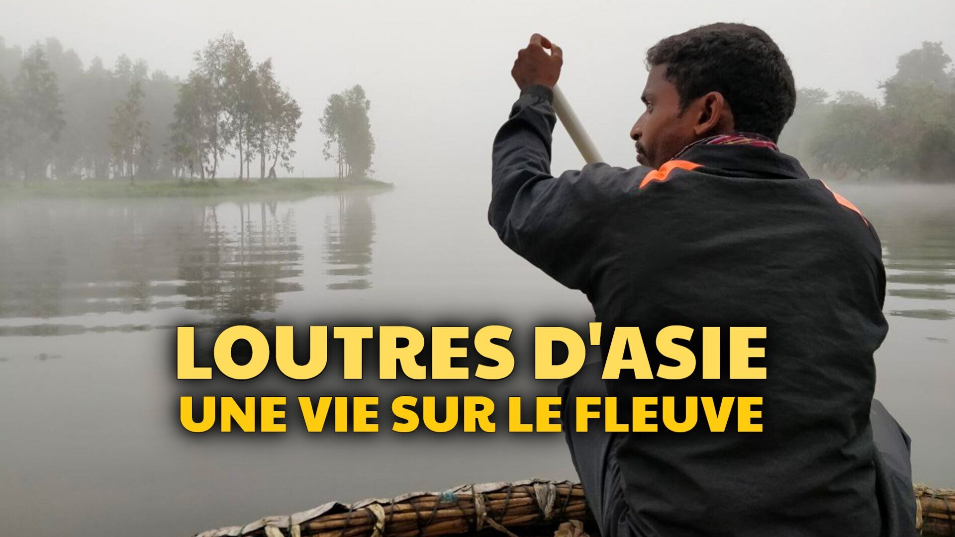 Loutres d'Asie : Une vie sur le fleuve