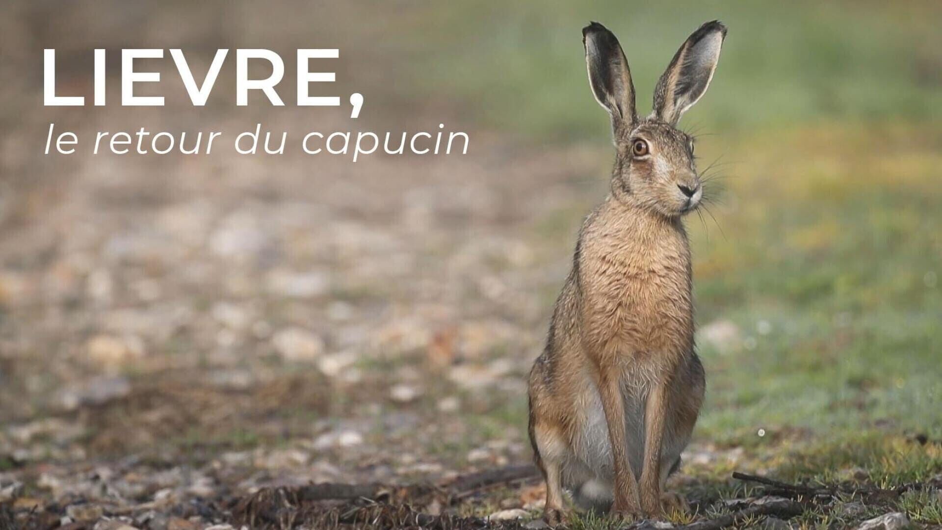 Lièvre, le retour du capucin