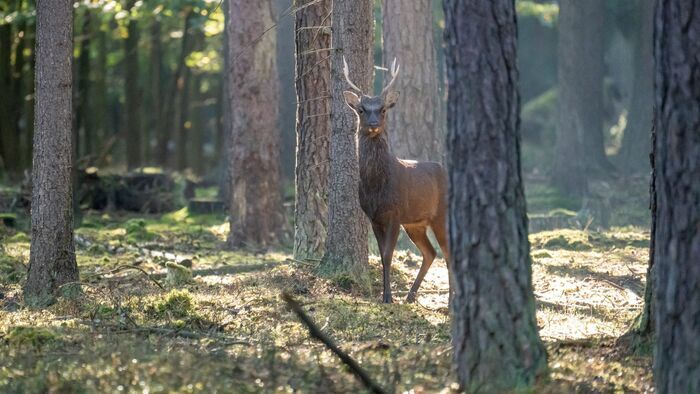 Le cerf Sika