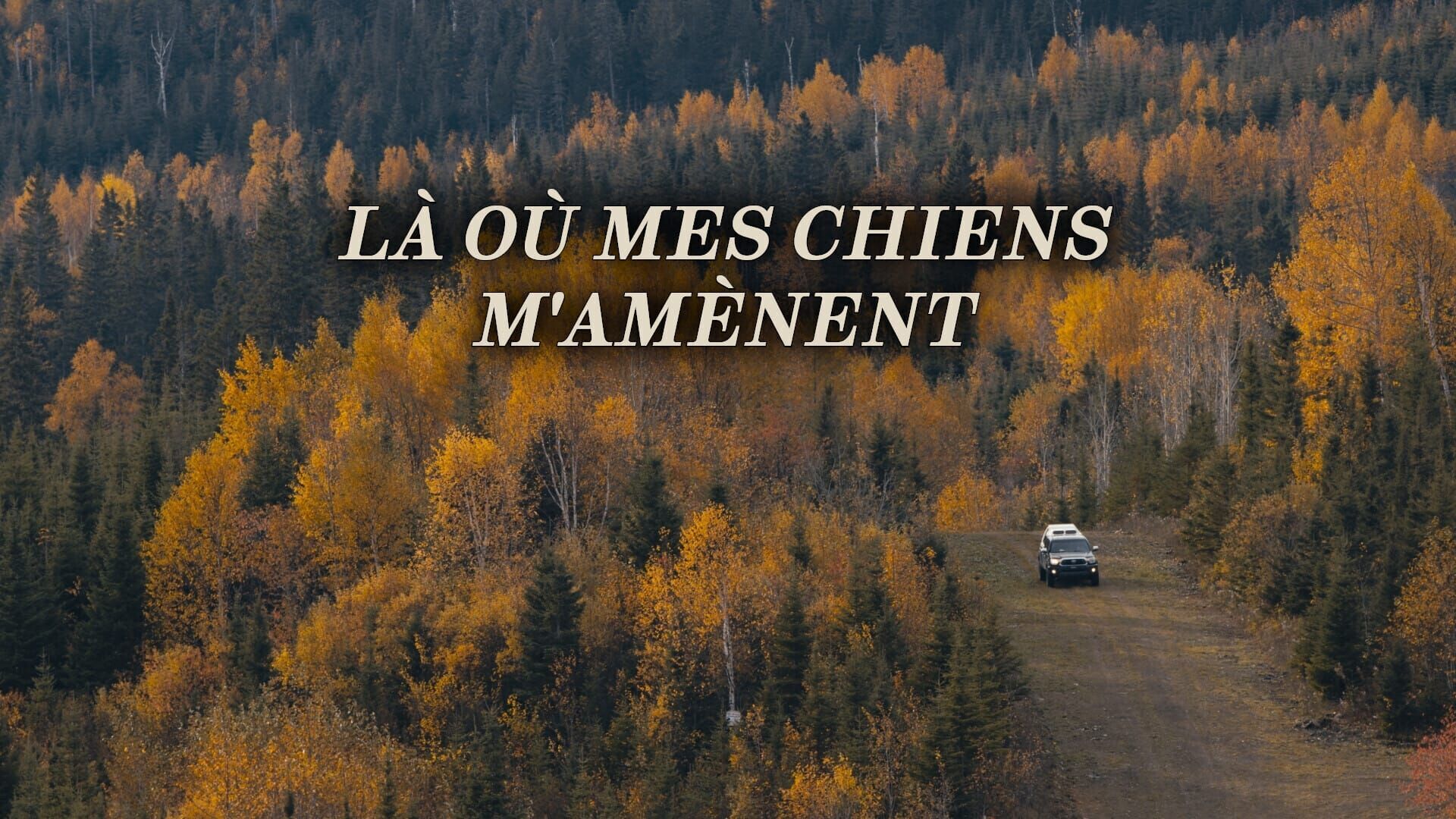 Là où mes chiens m'amènent