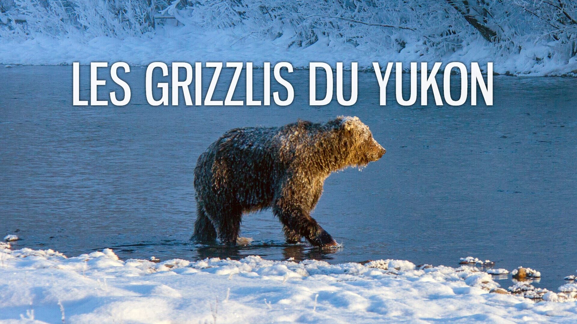 Sophie, la grizzly du Yukon