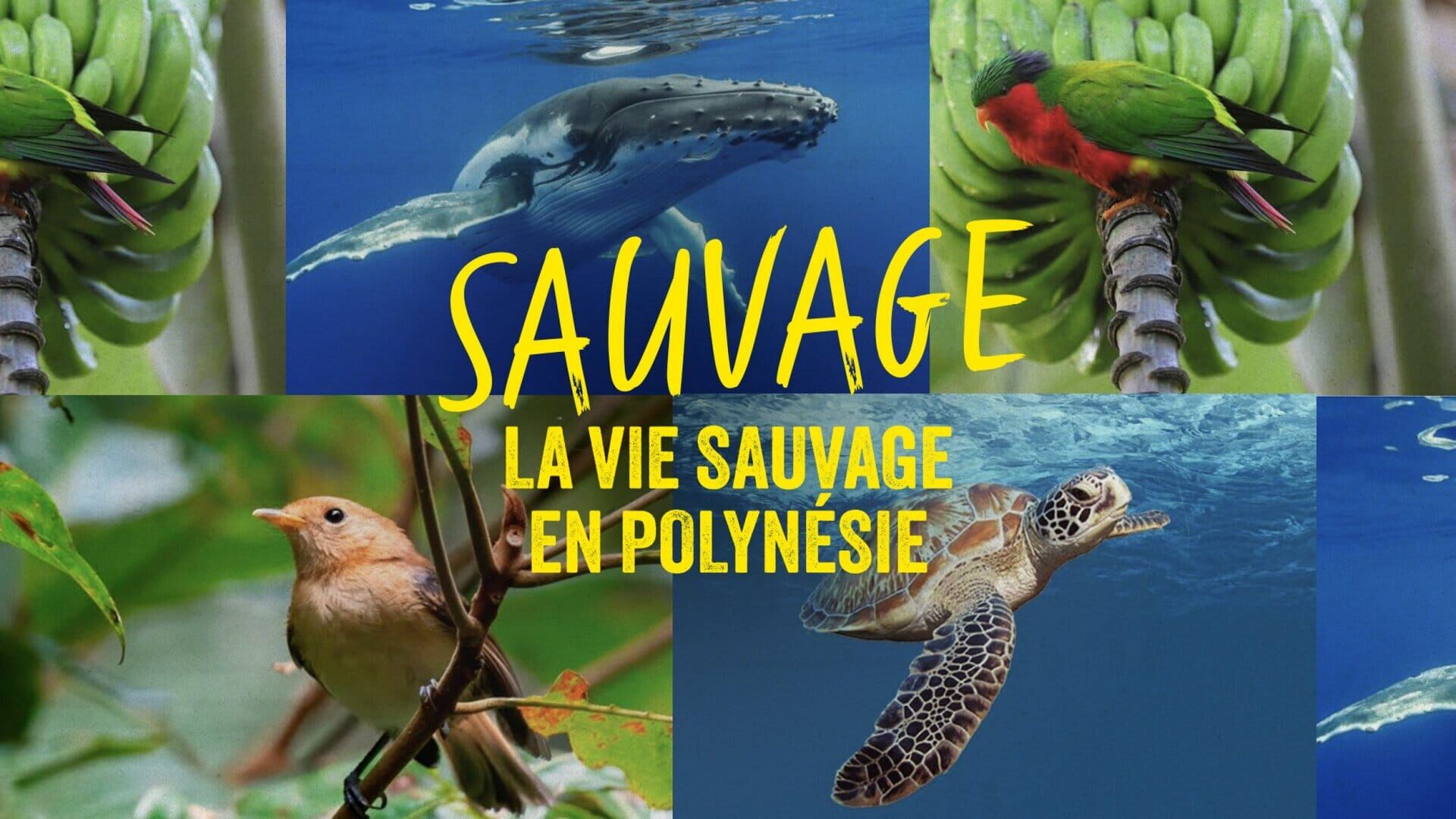 Le Loris de Rimatara