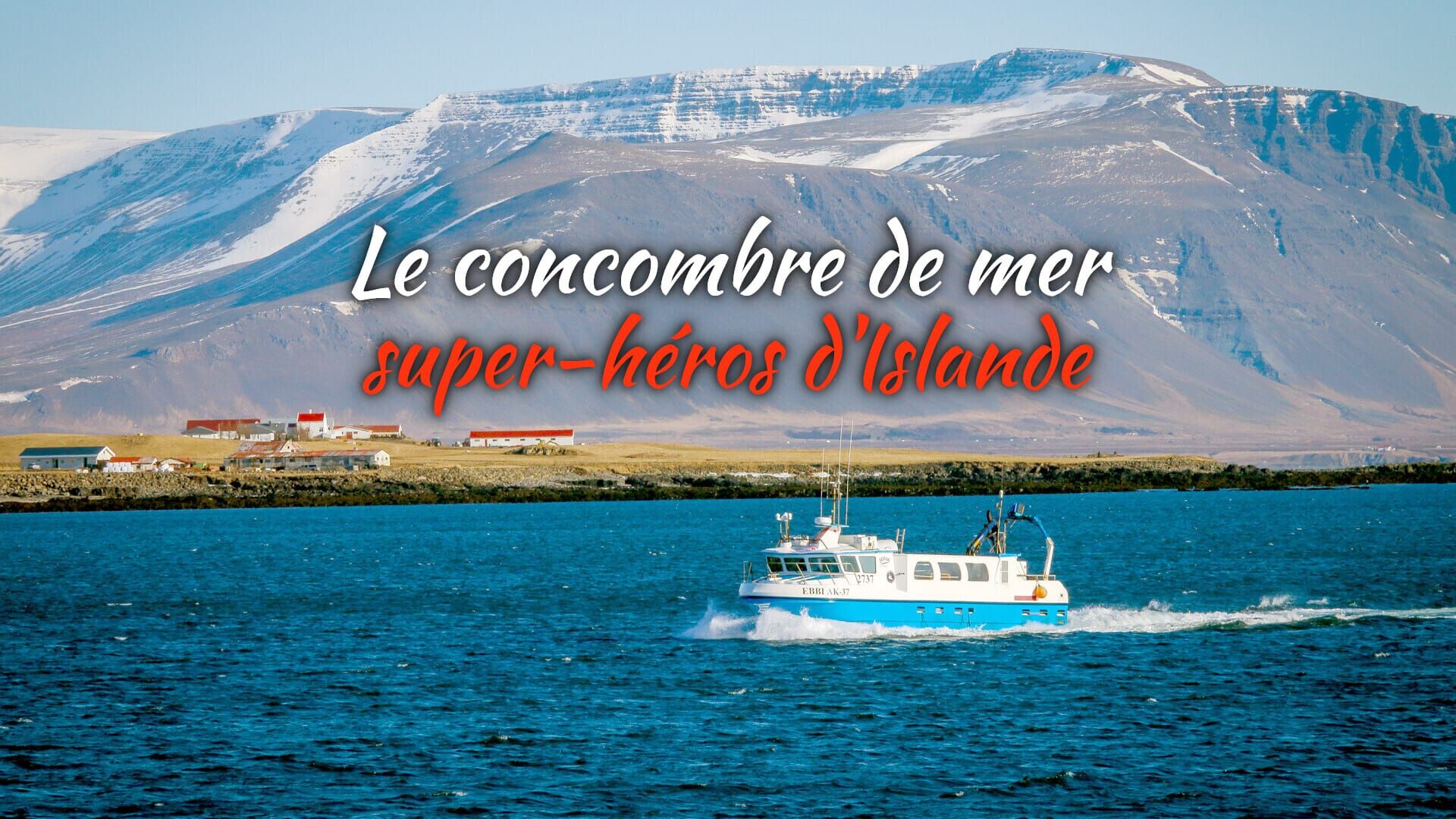 Le concombre de mer, super-héros d'Islande