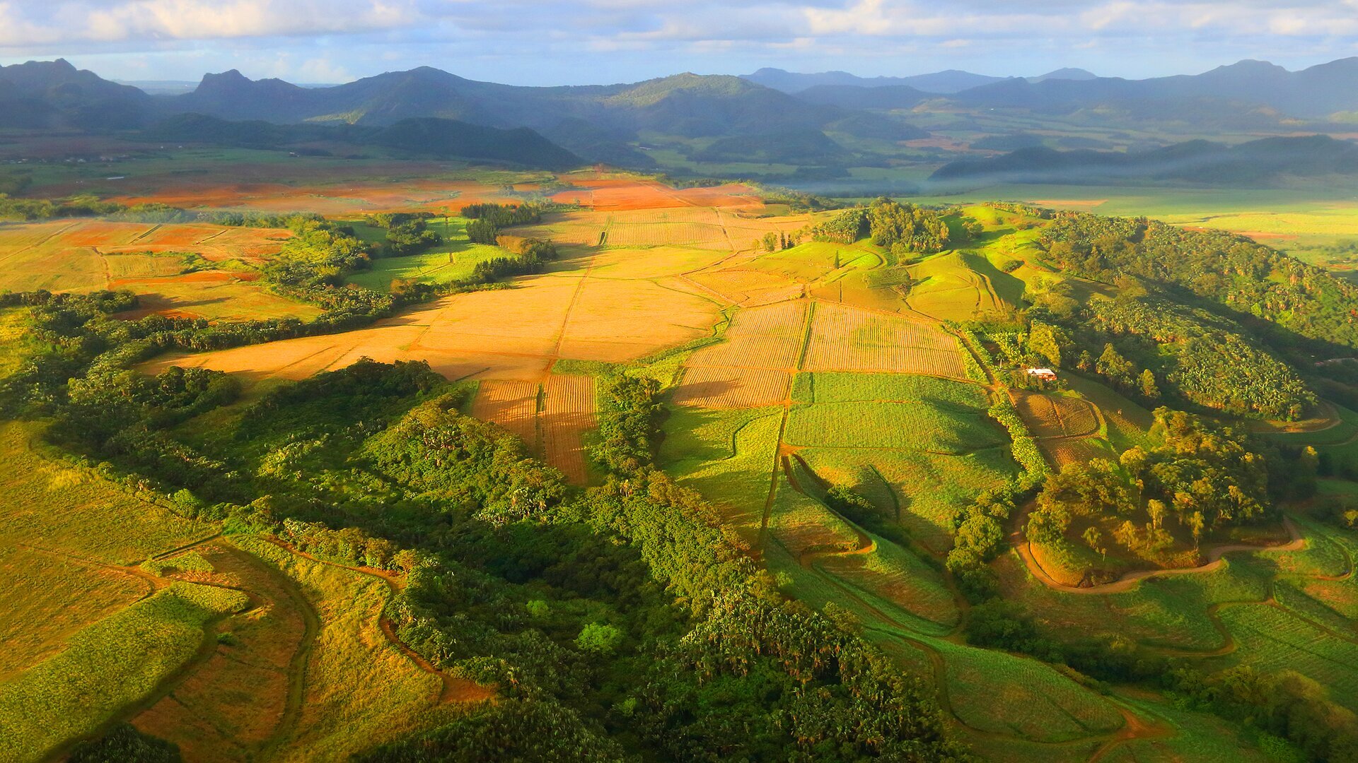 A Maldição do Açúcar