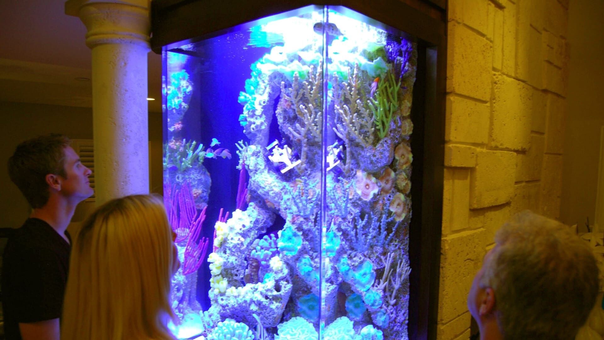 Les rois des aquariums