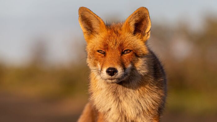 Le monde secret des renards