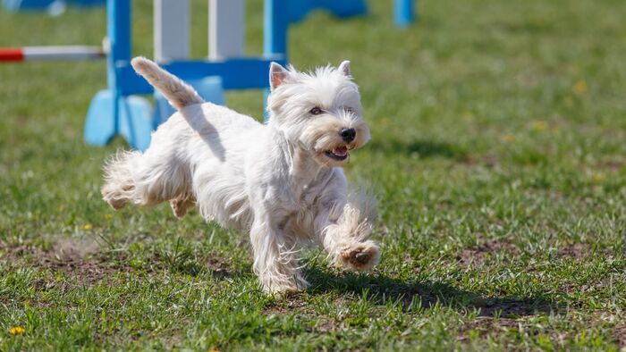 The Pet Show