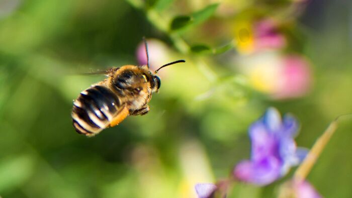 Les abeilles sauvages