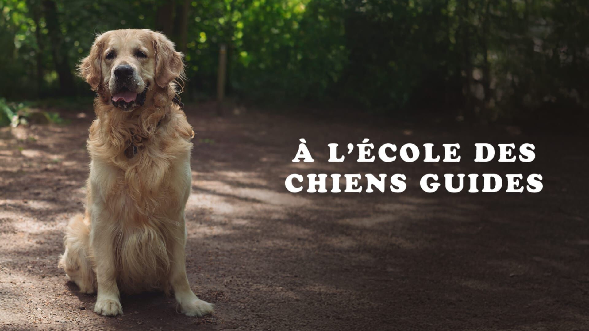 A l'école des chiens guides