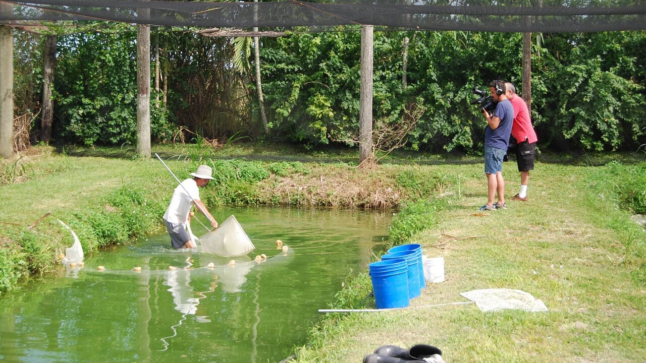 Un arbre dans l'aquarium