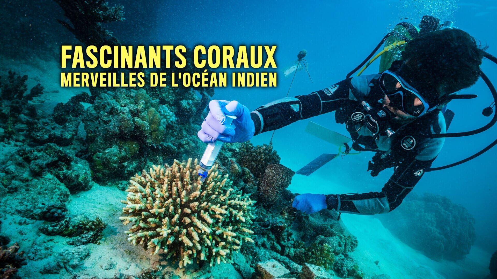 Fascinants coraux : merveilles de l'océan Indien