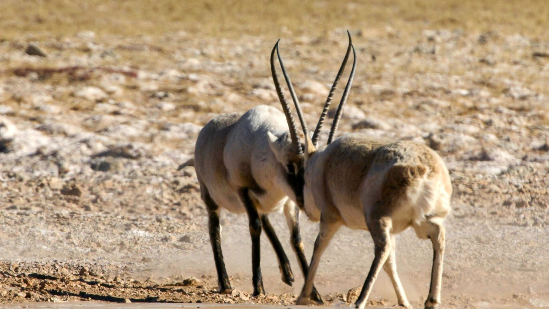 L'odyssée des antilopes du Tibet