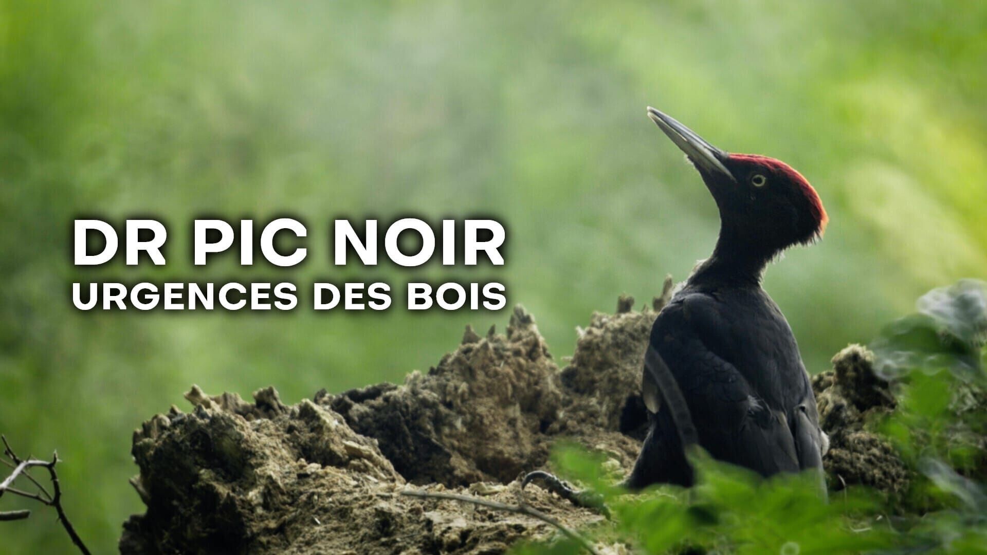 Dr Pic Noir : urgences des bois