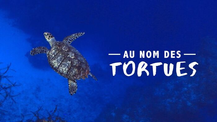 Au nom des tortues